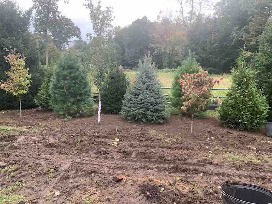 Newly planted trees in a field
