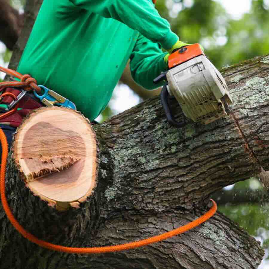 Landscaper cutting down a tree